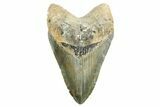 Fossil Megalodon Tooth - North Carolina #367922-1